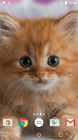 かわいい子猫ライブ壁紙 による無料ダウンロード Freewps Cutekittenslivewallpaper