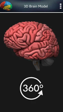 human brain 3d model free download