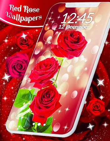 Red Rose Live Wallpaper Flowers 4K Wallpapers मुफ्त डाउनलोड। -  .wallpaper