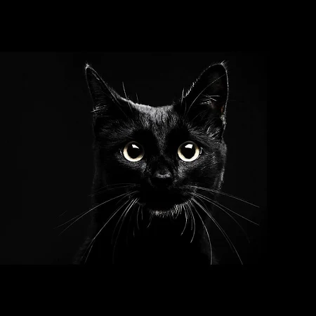 黒猫ライブ壁紙 による無料ダウンロード Blackcatslivewallpaperapp