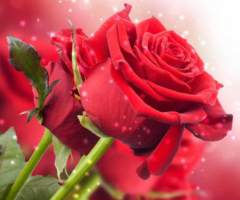 3d Rose Wallpaper Free Download Tongtangalbbrosewallpaper