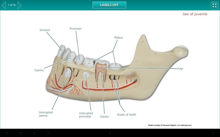 Practice Anatomy Lab 20 Download Free